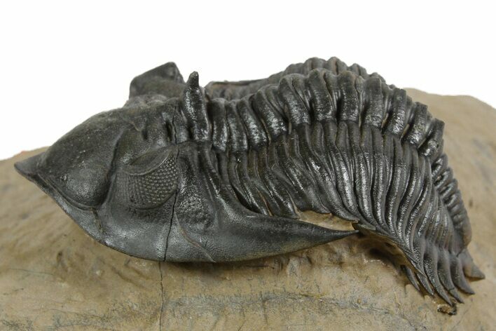 Stunning Metacanthina Trilobite - Lghaft, Morocco #350520